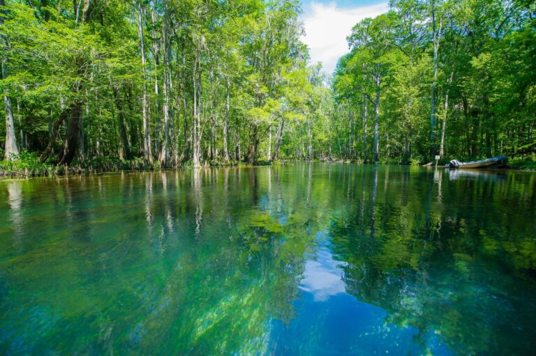 |a kayaker in Ichetucknee Springs|people paddleboarding on ichetucknee springs