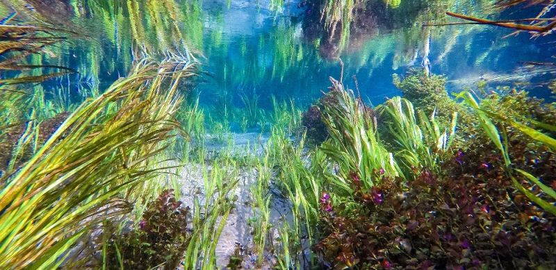 under water in Fanning Springs Florida
